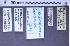 Etiketten zu Cardiophorus cardisce (Say, 1936) (NHMW-ZOO-COL-0006920)